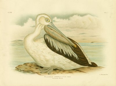 Australian Pelican by Gracius Broinowski